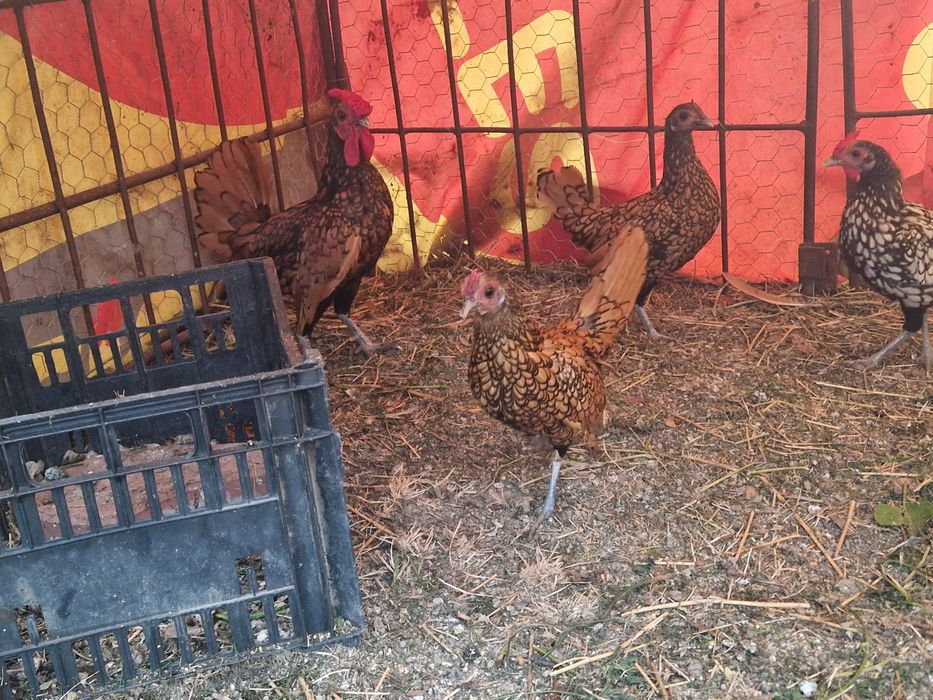 Găini Sebright de vânzare