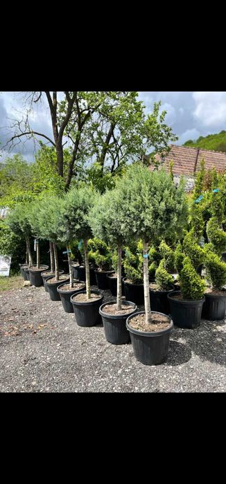 Laur englezesc lelandy tuia smarald spirale pon pon magnolia mesteacă