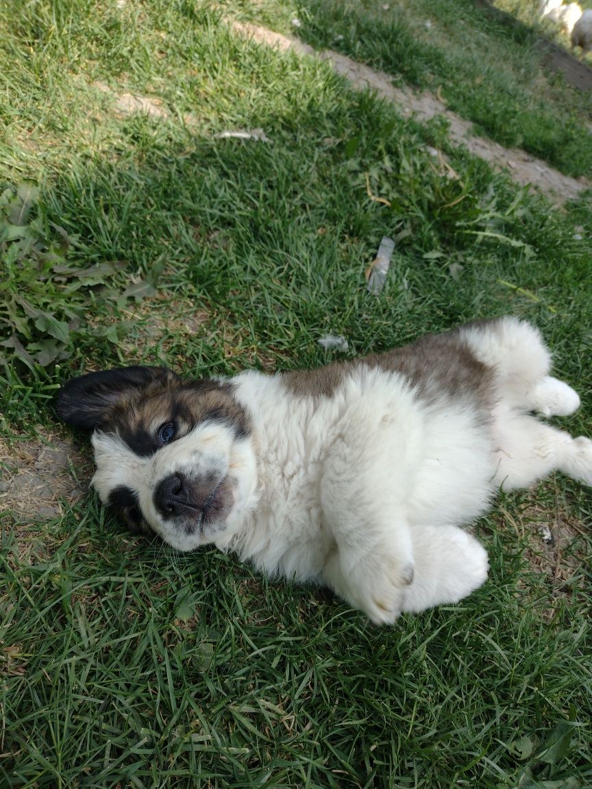 Ofer spre adopție căței Saint Bernard