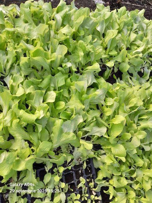 Vand rasad de salata