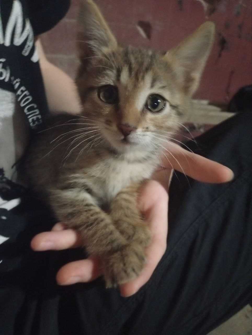 Маленькие милые котята