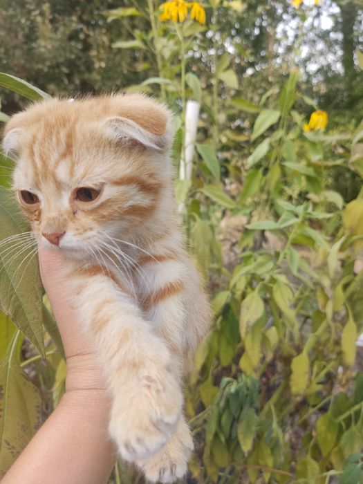 Отдам котят в добрые руки