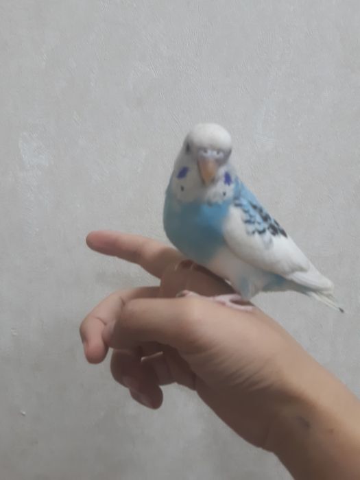 Totilar ruchnoy ideal