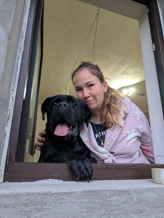 Cane Corso pui Părinți Campioni Arbitrați ACHR FCI