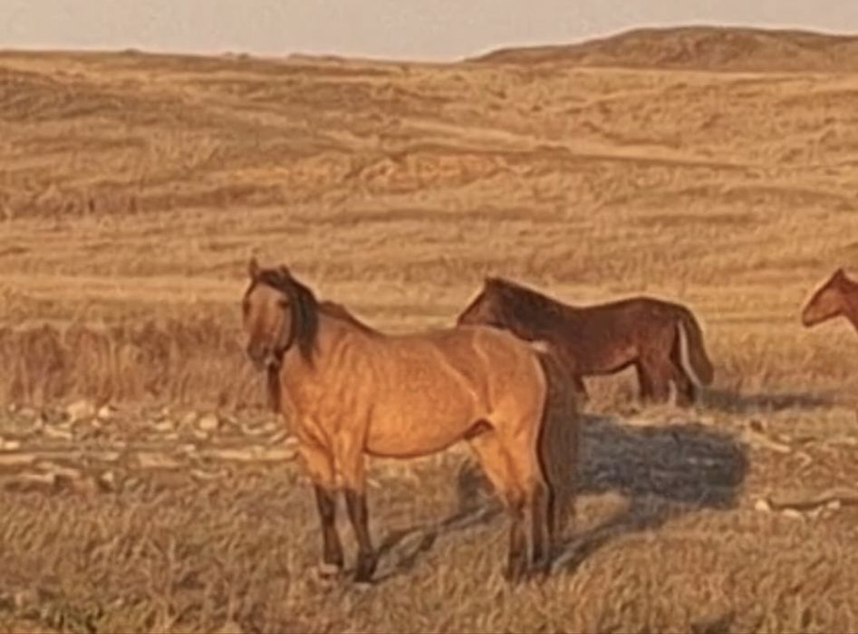 Құла айғыр сатылады