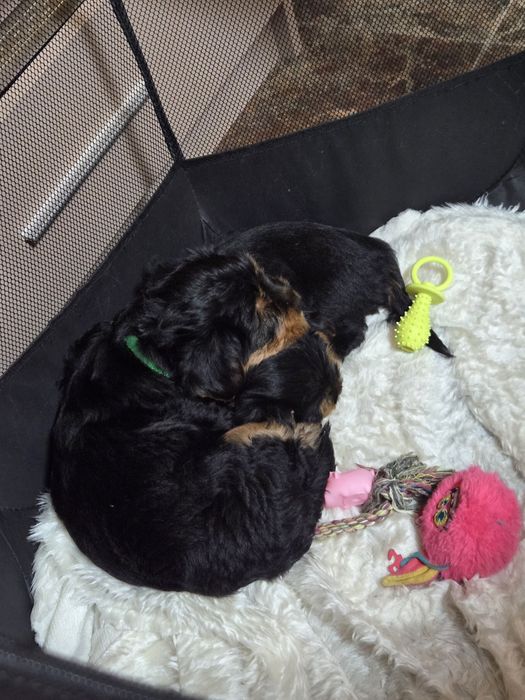 Чистокръвни Йорки – 2-месечни малки сладури!