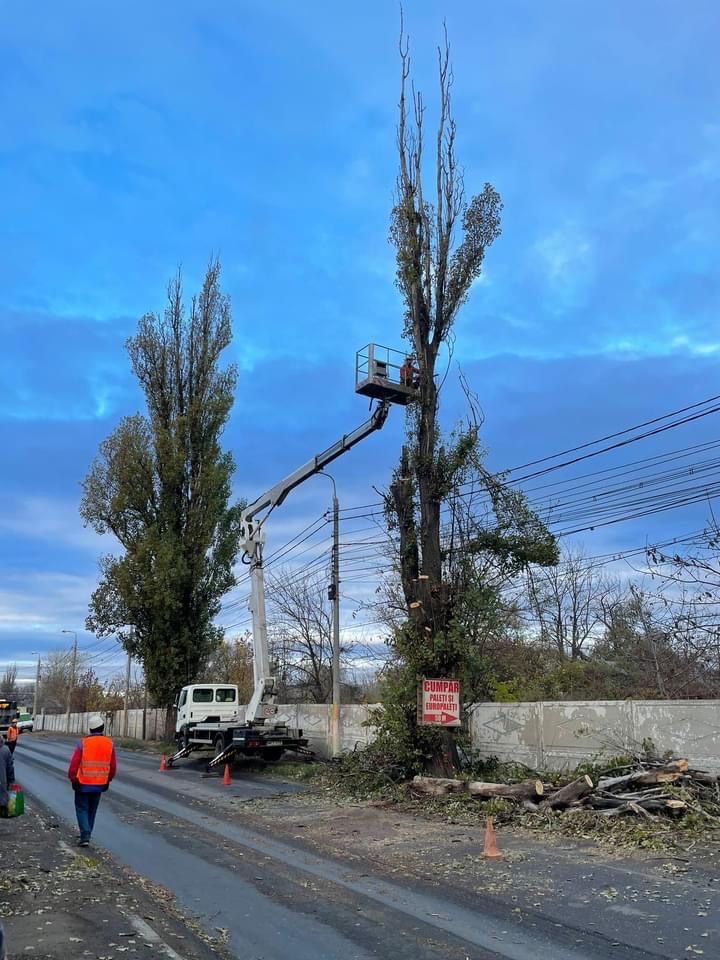 Toaletari, cosmetizari, taieri arbori