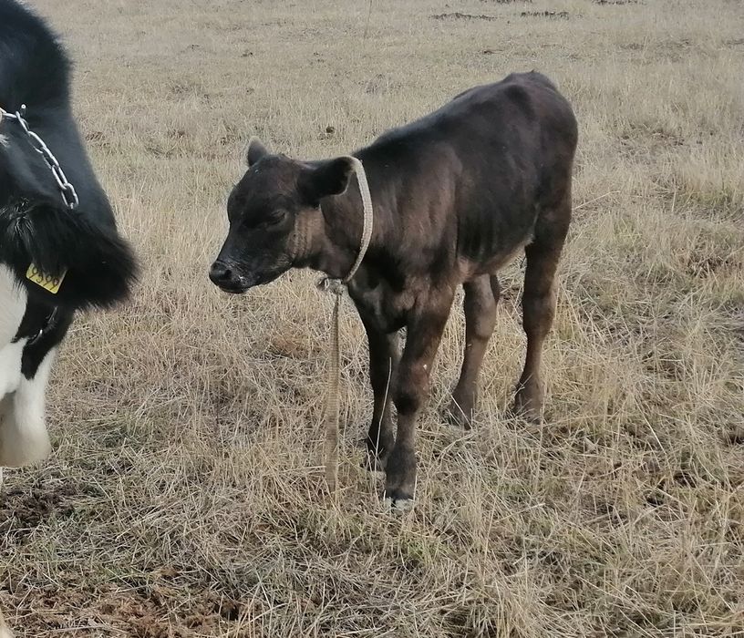 Vand vițele în vârstă de 3-4 luni