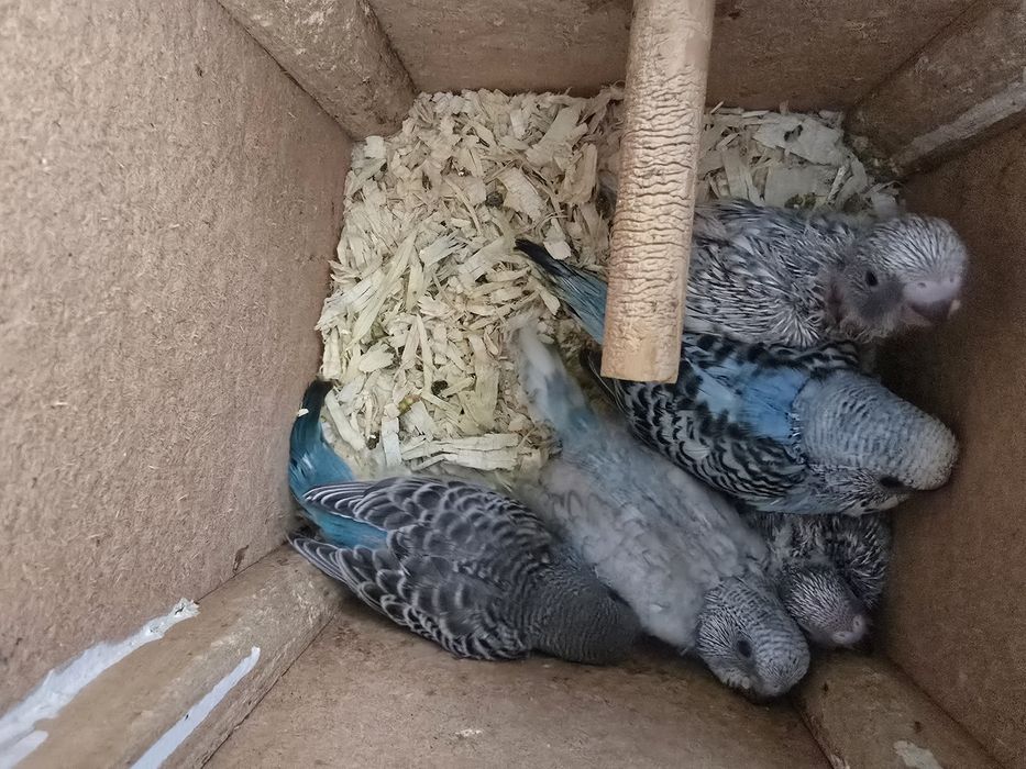 Perusi foarte blânzi