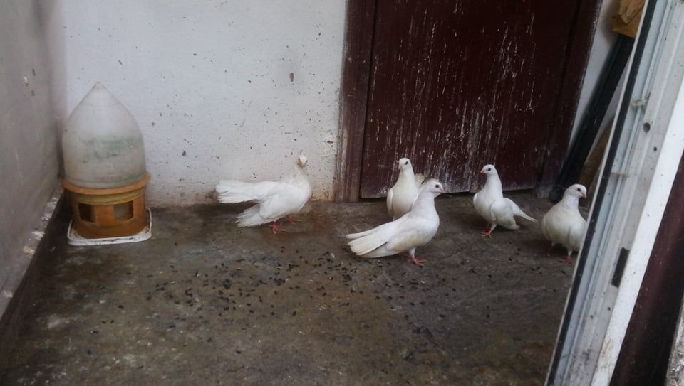 Бели гълъби старозагорски