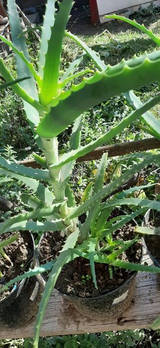 plante Aloe Vera de 4/5 ani de vanzare