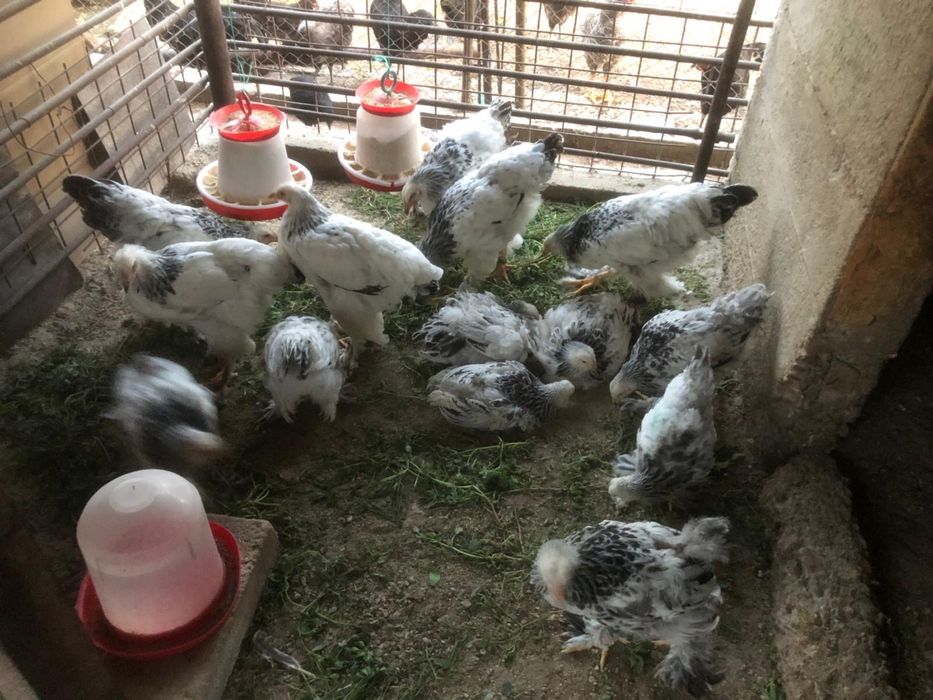 Pasari brahma herminat deschis de vanzare