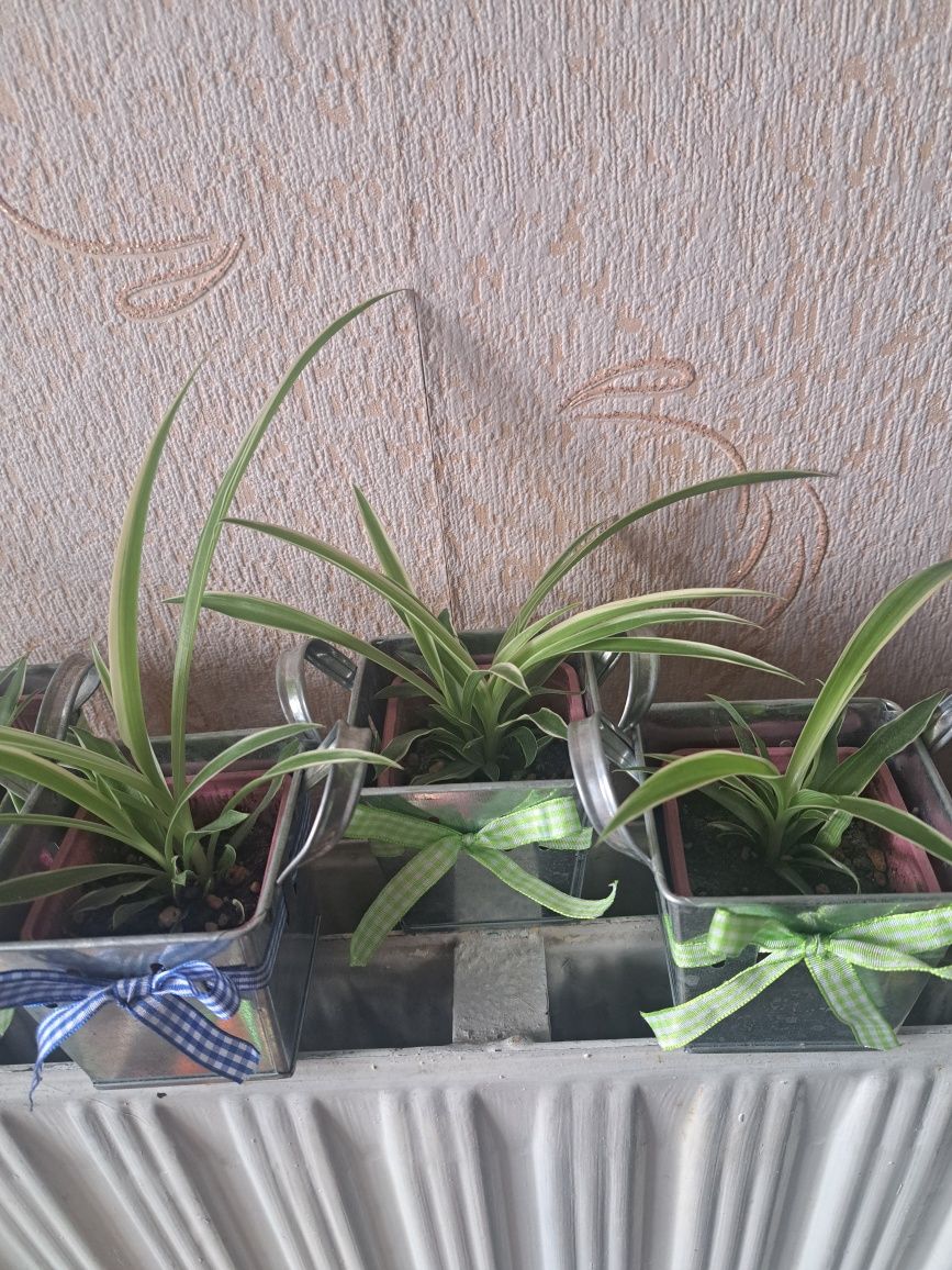 Хлорофитум в кашпа