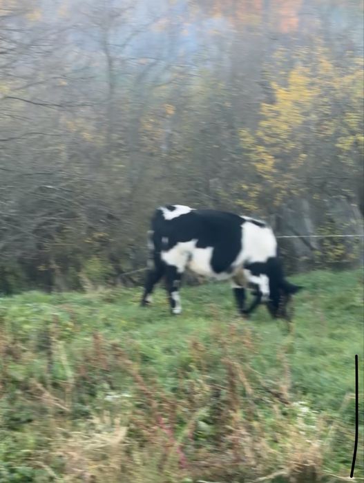 Tauras Albastru belgian