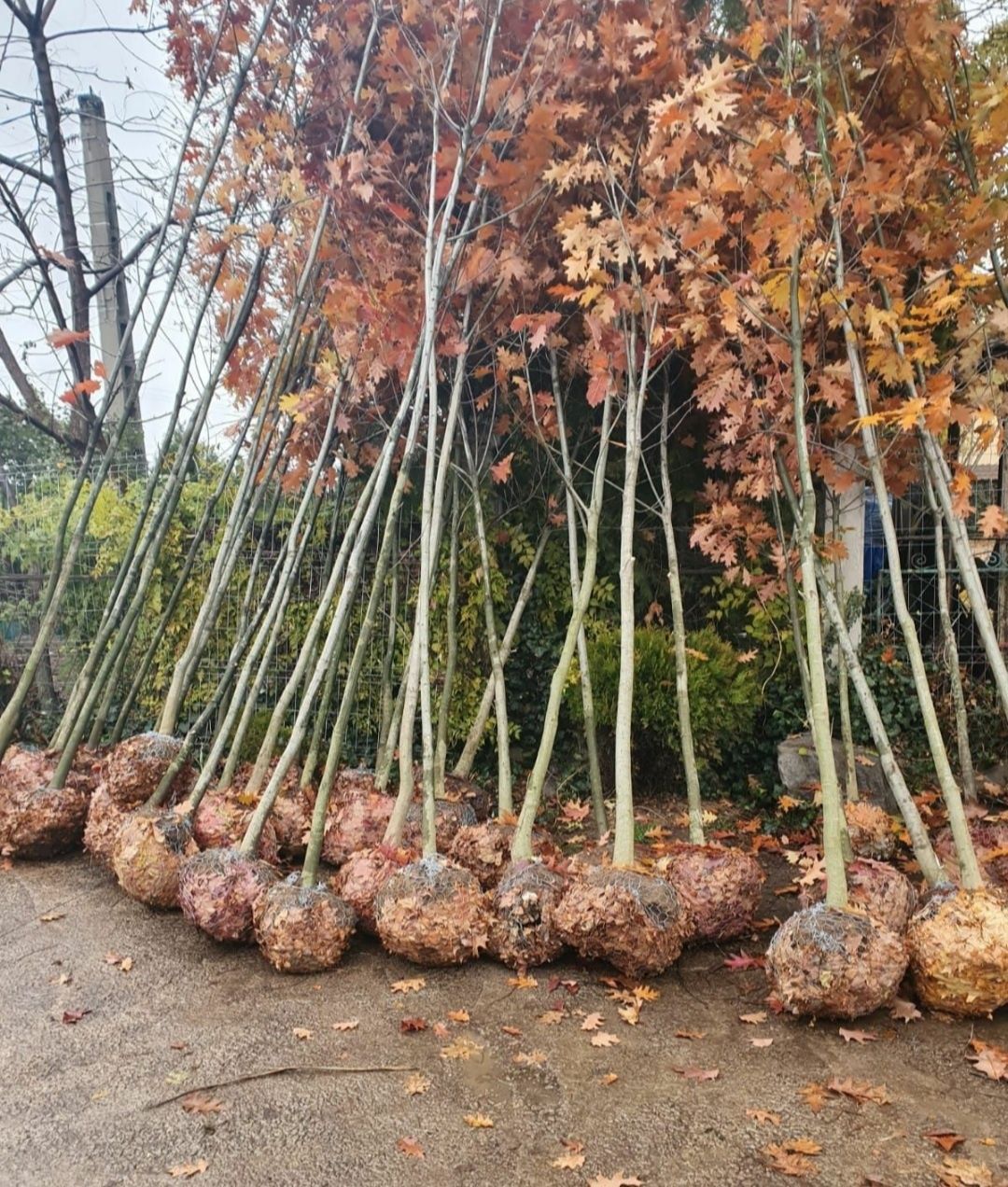 Tei argintiu mirositor , Platani, Steja, Mesteacăn decorativ alb