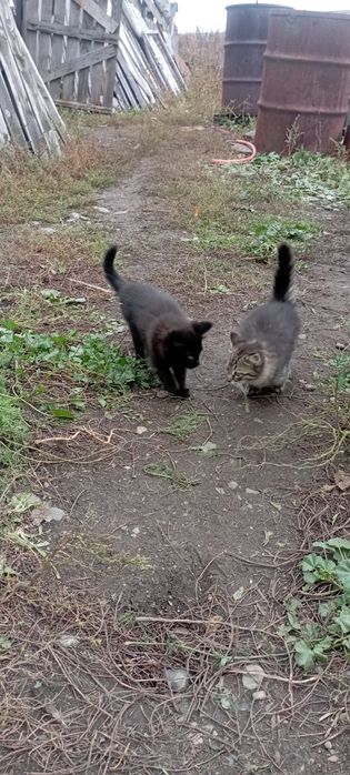 Отдам даром котят (коты).