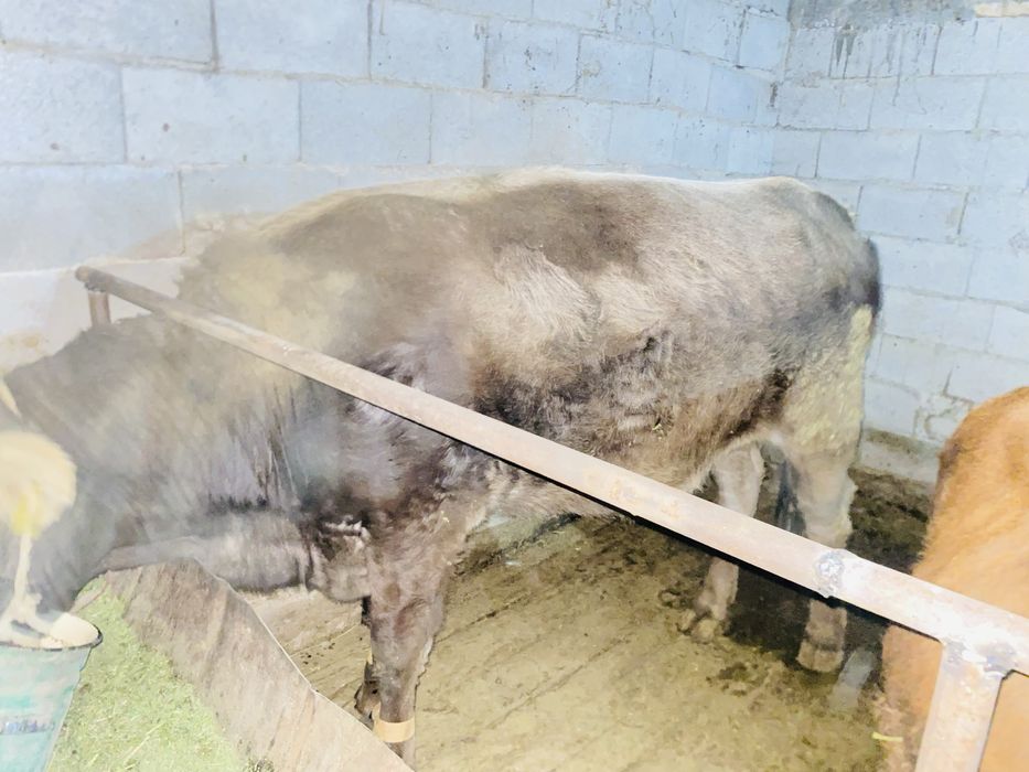 Продам корову жирная на откорме