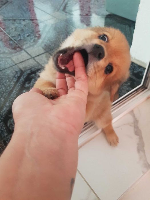 Померан момче и момиче