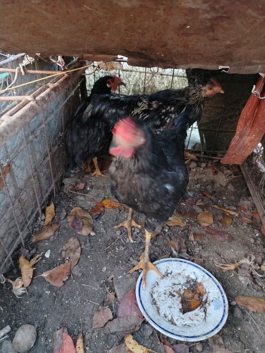 Coscosei de vânzare