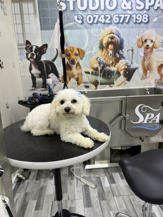 Salon canin Galati / Frizerie canina /Frizer animale de companie