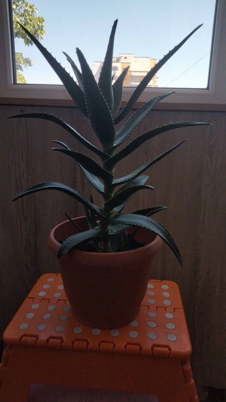 Vând aloe Vera la ghivceci
