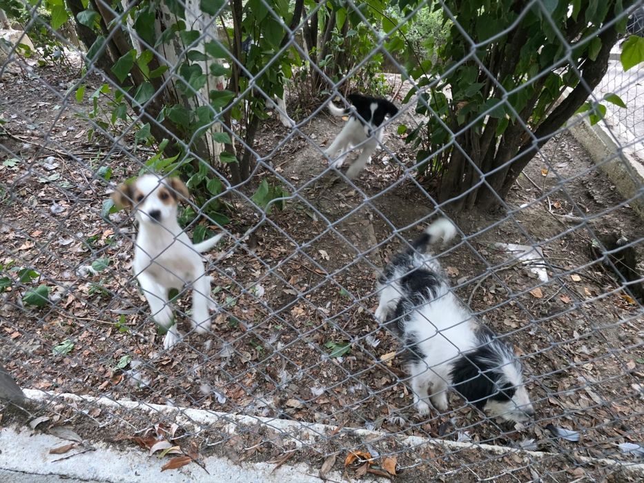 Cățeluși spre adopție, pui, de toate rasele