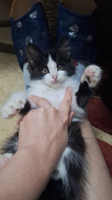 Отдам котёнка в добрые руки