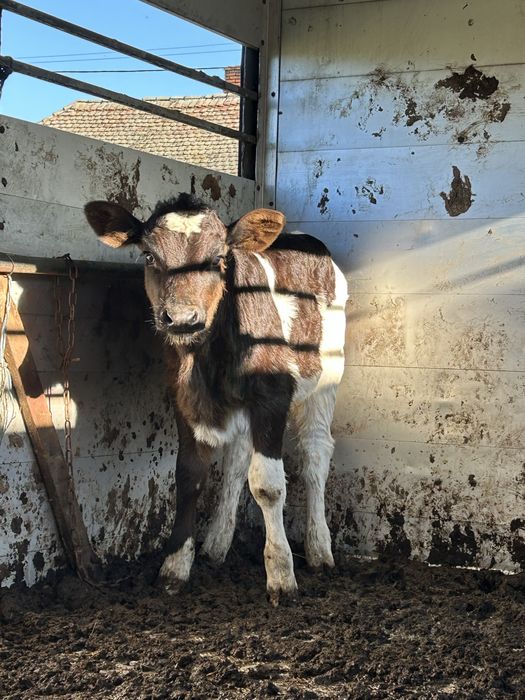 Vitei sugari de vanzare