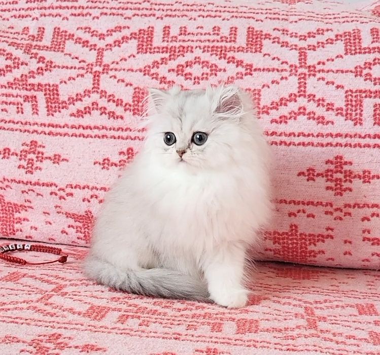 British longhair chinchilla