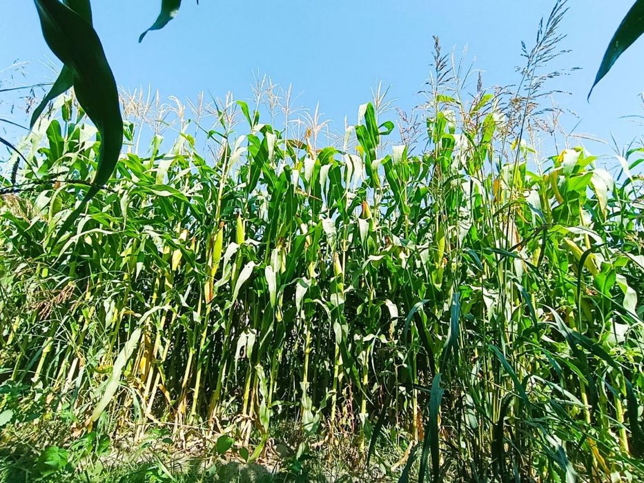 Silos uchun makkayi sotiladi