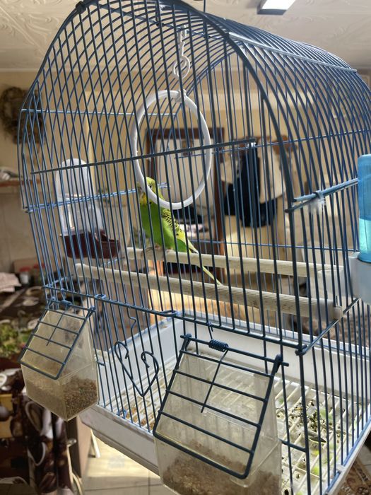 Peruș mascul culoare verde