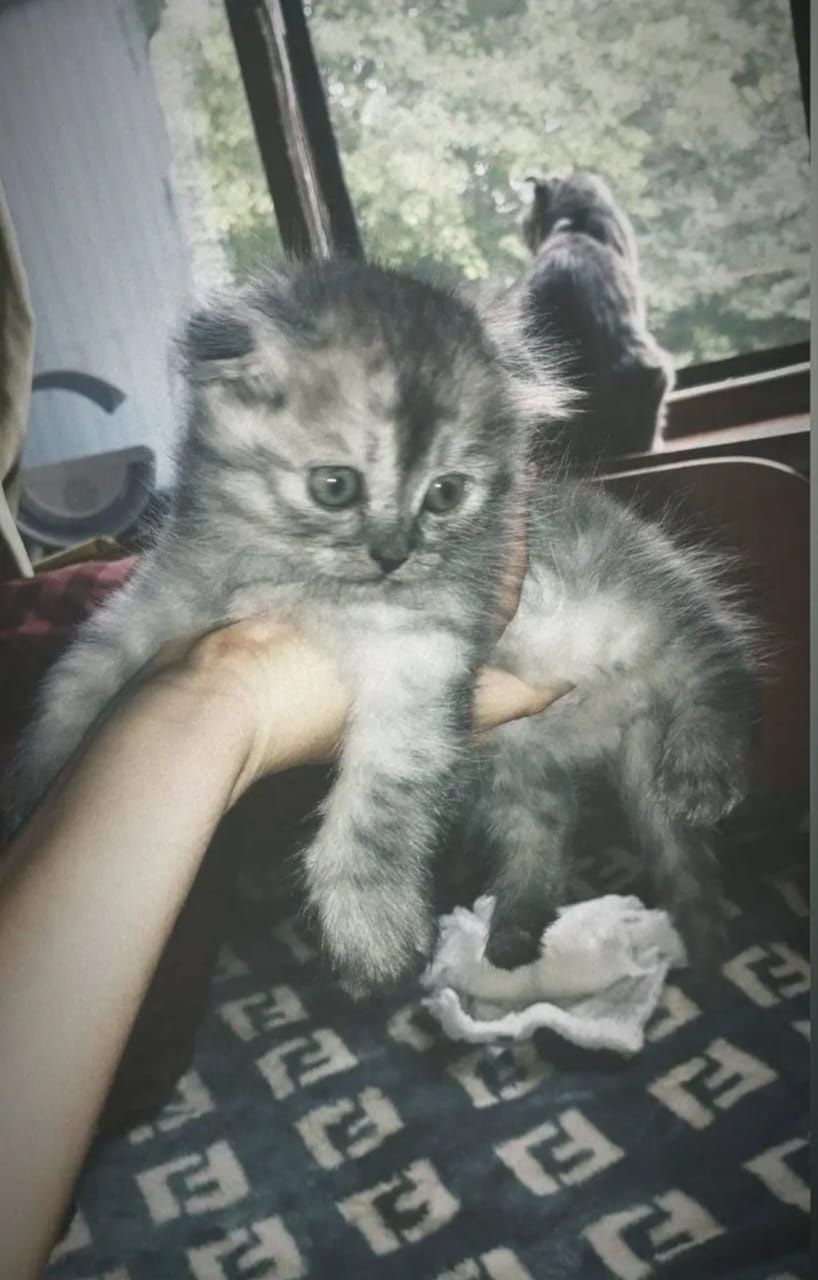 Котята скоттиш фолд (вислоухие )
