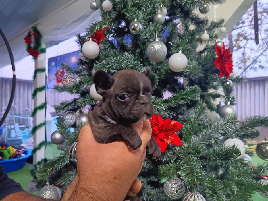 Френски булдог french bulldog