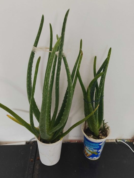 Бенджамин, традесканция, пилея, дифенбахия, гастения, алое, ледебурия