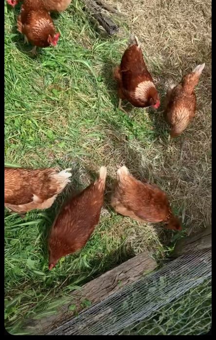 Домашний тауык сатылады жумырка туып тур