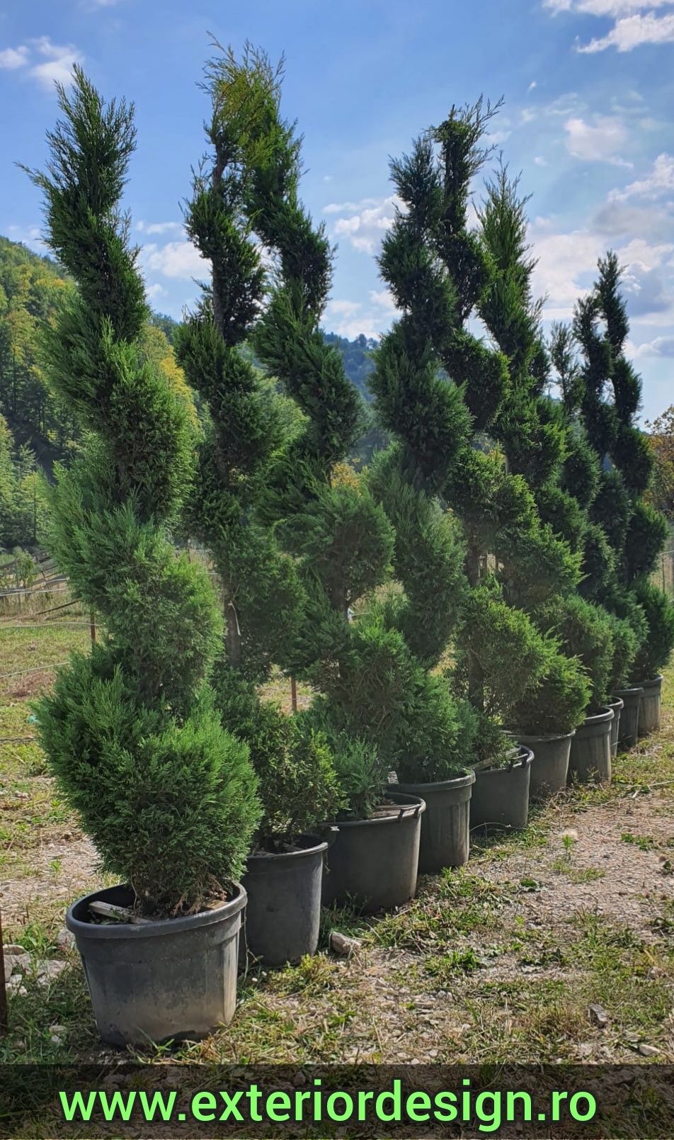 Pon pon Tuia spirala, plante ornamentale pret minim ( thuja smaragd)