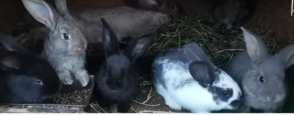 Iepurași de 1 lună de vanzare+mascul cap de leu 5 luni 150 hotot pitic