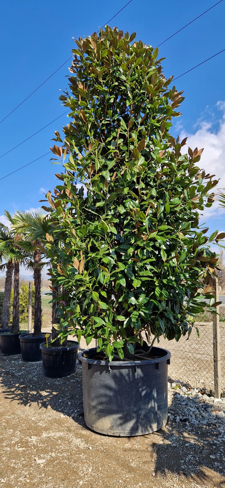 Magnolie grandiflora- ilex varirgata- palmieri- spirale - tuia