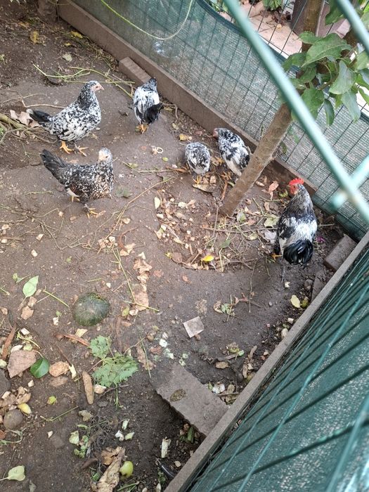 Vand pereche gainuse si cocosei pitici, sanatosii si frumosi