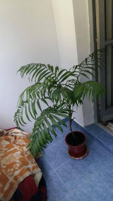 planta ornamentala