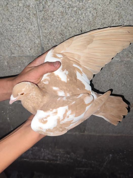 De vânzare porumbei voiajori