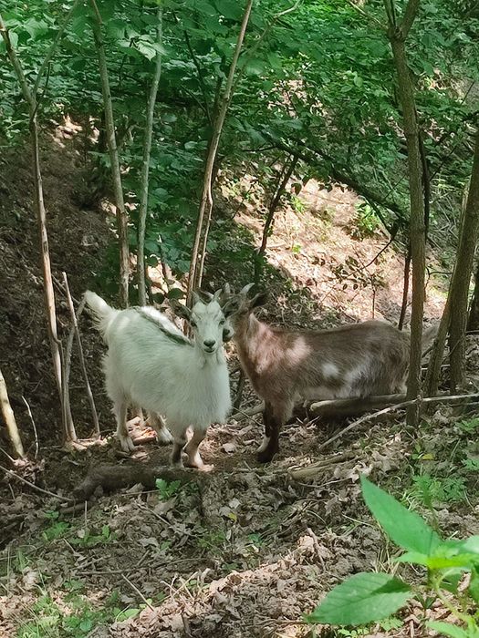 ‼️ Vand 3 iezi de capră– sănătoși, curați și bine hrăniți