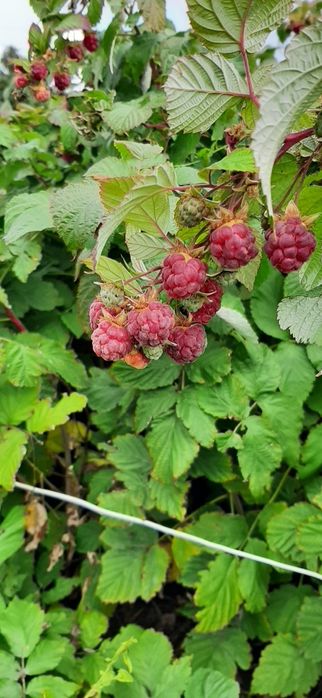 Дача СПП металлург