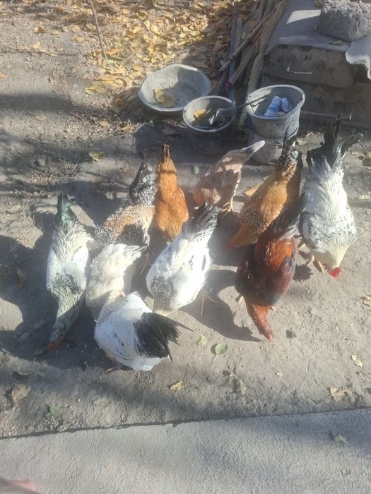 6 oylik joʻja xoʻrozlar