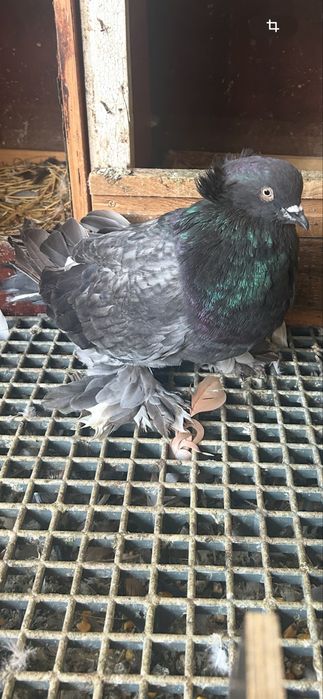 Vand uriasi maghiari