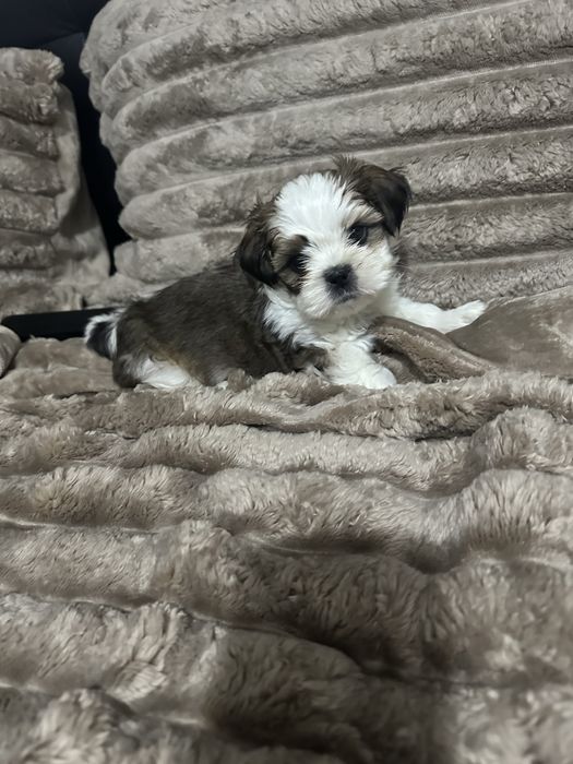 Shih tzu baietel