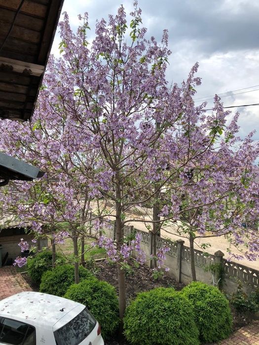 Paulownia tomentosa și arbori de matase