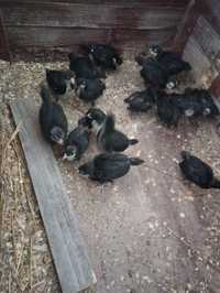 Pui de australorp negru