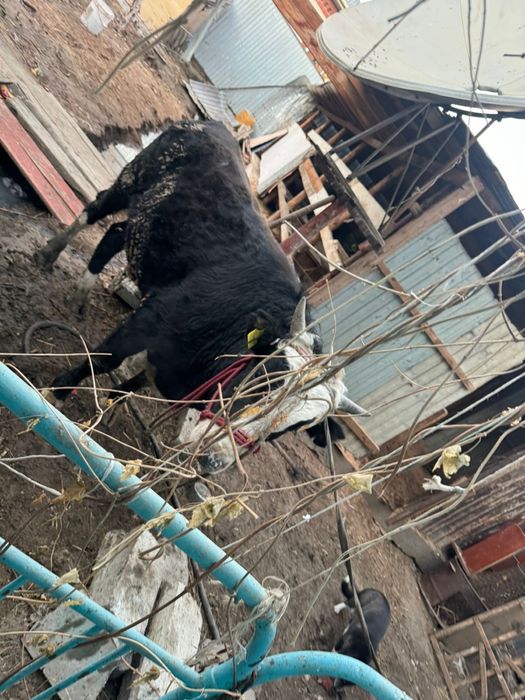 Продам карову.