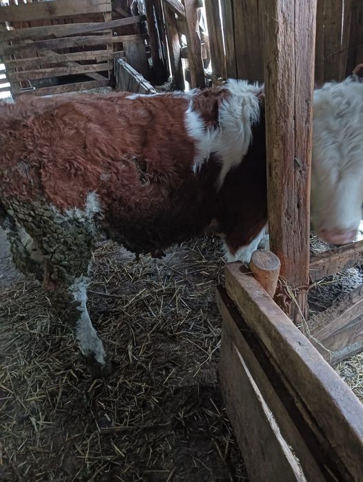 Tăuraș de vânzare